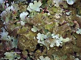 Attēlu rezultāti vaicājumam “Parmelina tiliacea”