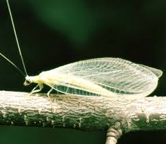 Attēlu rezultāti vaicājumam “Neuroptera”