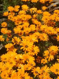 Image result for Dimorphotheca sinuata