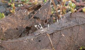 Attēlu rezultāti vaicājumam “Typhula setipes”
