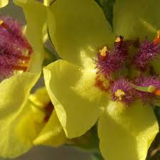 Attēlu rezultāti vaicājumam “Verbascum nigrum flower”