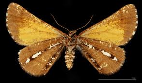 Attēlu rezultāti vaicājumam “Bupalus piniaria female”