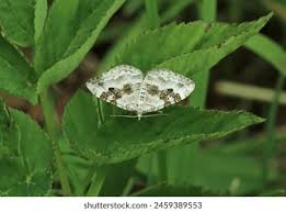 Attēlu rezultāti vaicājumam “Xanthorhoe montanata”