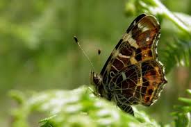 Attēlu rezultāti vaicājumam “Araschnia levana”