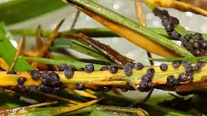 Attēlu rezultāti vaicājumam “Badhamia foliicola sessile”