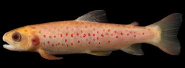 Image result for Salmo ciscaucasicus