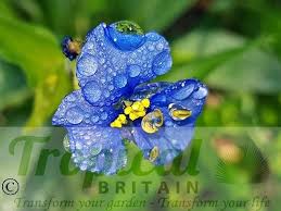 Attēlu rezultāti vaicājumam “Commelina coelestis”