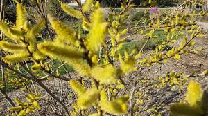 Attēlu rezultāti vaicājumam “Salix x doniana flower”