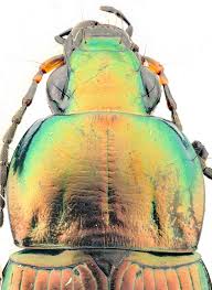 Attēlu rezultāti vaicājumam “Poecilus versicolor”