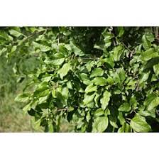 Attēlu rezultāti vaicājumam “Celastrus flagellaris”