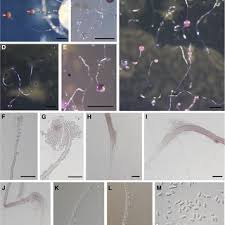 Attēlu rezultāti vaicājumam “Didymium annulisporum sessile”