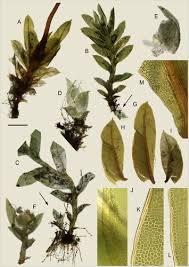 Attēlu rezultāti vaicājumam “Fissidens bryoides sporophyte”