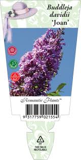 Image result for Chrysanthemum ptarmiciflorum