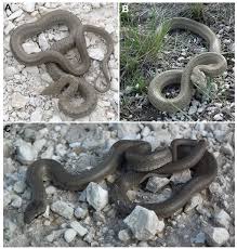 Attēlu rezultāti vaicājumam “Coronella austriaca adult”