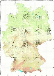 Attēlu rezultāti vaicājumam “Isopaches bicrenatus”