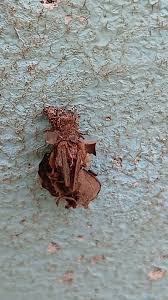 Attēlu rezultāti vaicājumam “Canephora hirsuta larva”