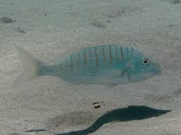 Image result for Lithognathus mormyrus