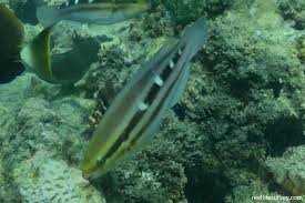 Image result for Scarus zelindae