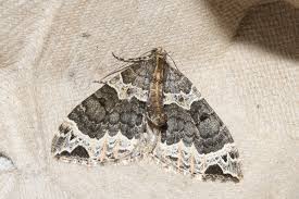 Attēlu rezultāti vaicājumam “Ecliptopera silaceata”