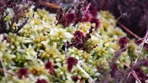 Attēlu rezultāti vaicājumam “Sphagnum riparium”