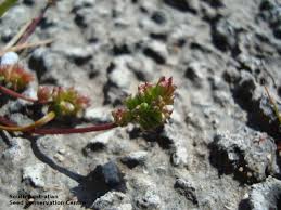 Attēlu rezultāti vaicājumam “Triglochin maritimum fruit”