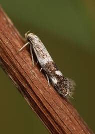 Attēlu rezultāti vaicājumam “Cephaloziella elachista”