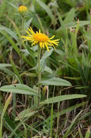 Attēlu rezultāti vaicājumam “Inula britannica”