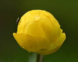 Attēlu rezultāti vaicājumam “Trollius europaeus fruit”