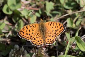 Attēlu rezultāti vaicājumam “Argynnis niobe underside”