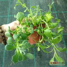 Attēlu rezultāti vaicājumam “Aubrieta deltoidea leaf”