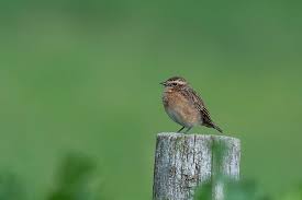 Attēlu rezultāti vaicājumam “Saxicola rubetra juvenile”
