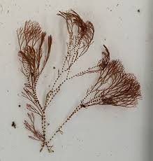 Attēlu rezultāti vaicājumam “Ceramium sp.”