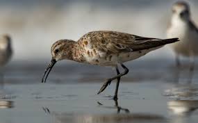 Attēlu rezultāti vaicājumam “Calidris ferruginea”