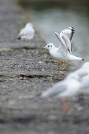 Attēlu rezultāti vaicājumam “Larus ridibundus adult”