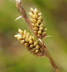 Attēlu rezultāti vaicājumam “Carex pallescens”