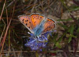 Attēlu rezultāti vaicājumam “Lycaena alciphron”