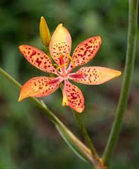 Attēlu rezultāti vaicājumam “Iridaceae”