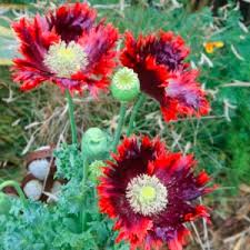Attēlu rezultāti vaicājumam “Papaver somniferum flower”