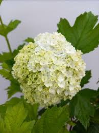 Attēlu rezultāti vaicājumam “Viburnum opulus flower”