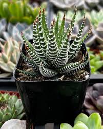 Image result for Haworthia