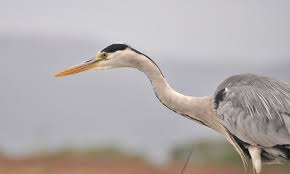 Attēlu rezultāti vaicājumam “Ardea cinerea adult”
