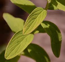 Attēlu rezultāti vaicājumam “Hypericum maculatum leaf”