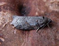 Attēlu rezultāti vaicājumam “Eana incanana”