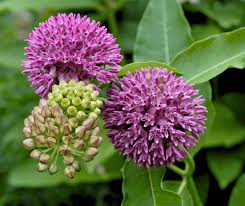 Attēlu rezultāti vaicājumam “Acer pseudoplatanus fo. purpurascens flower”