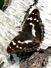 Attēlu rezultāti vaicājumam “Apatura iris female”