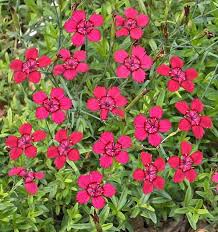 Attēlu rezultāti vaicājumam “Dianthus deltoides bud”