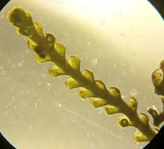 Attēlu rezultāti vaicājumam “Barbilophozia lycopodioides macro”