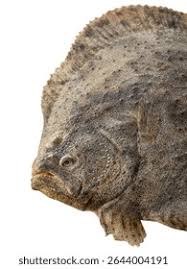 Image result for Scophthalmus maximus