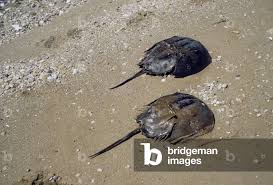 Image result for Limulus polyphemus