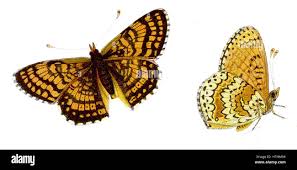 Attēlu rezultāti vaicājumam “Melitaea cinxia upperside”